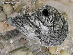Odd shaped piece of ancient wood protruding from a stone covered beach at Whiteford on the Gower Peninsula