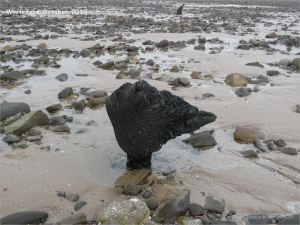 Odd shaped piece of ancient wood protruding from a partially sand covered beach at Whiteford on the Gower Peninsula