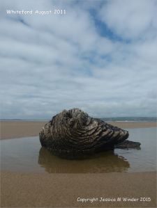 Odd shaped piece of ancient wood protruding from a sand covered beach at Whiteford on the Gower Peninsula