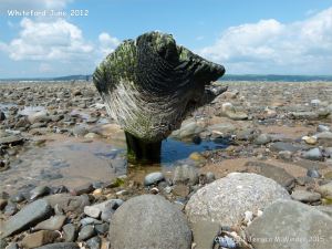 Odd shaped piece of ancient wood protruding from a stone covered beach at Whiteford on the Gower Peninsula