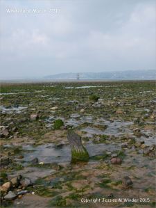 View looking towards the lighthouse at Whiteford on the Gower Peninsula showing rock strewn beach