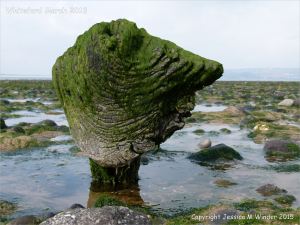 Odd shaped piece of ancient wood protruding from a stone covered beach at Whiteford on the Gower Peninsula