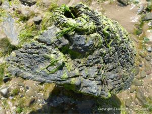 Odd shaped piece of ancient wood protruding from a stone covered beach at Whiteford on the Gower Peninsula