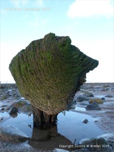 Odd shaped piece of ancient wood covered with green algae and protruding from a stone covered beach at Whiteford on the Gower Peninsula
