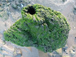 Odd shaped piece of ancient wood covered with green algae and protruding from a stone covered beach at Whiteford on the Gower Peninsula