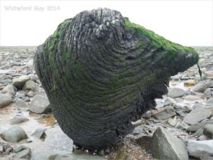 Odd shaped piece of ancient wood covered with green algae and protruding from a stone covered beach at Whiteford on the Gower Peninsula
