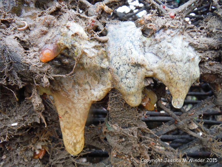 Sea squirts on an old lobster pot
