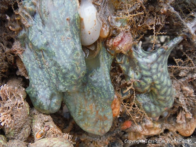 Sea squirts on an old lobster pot