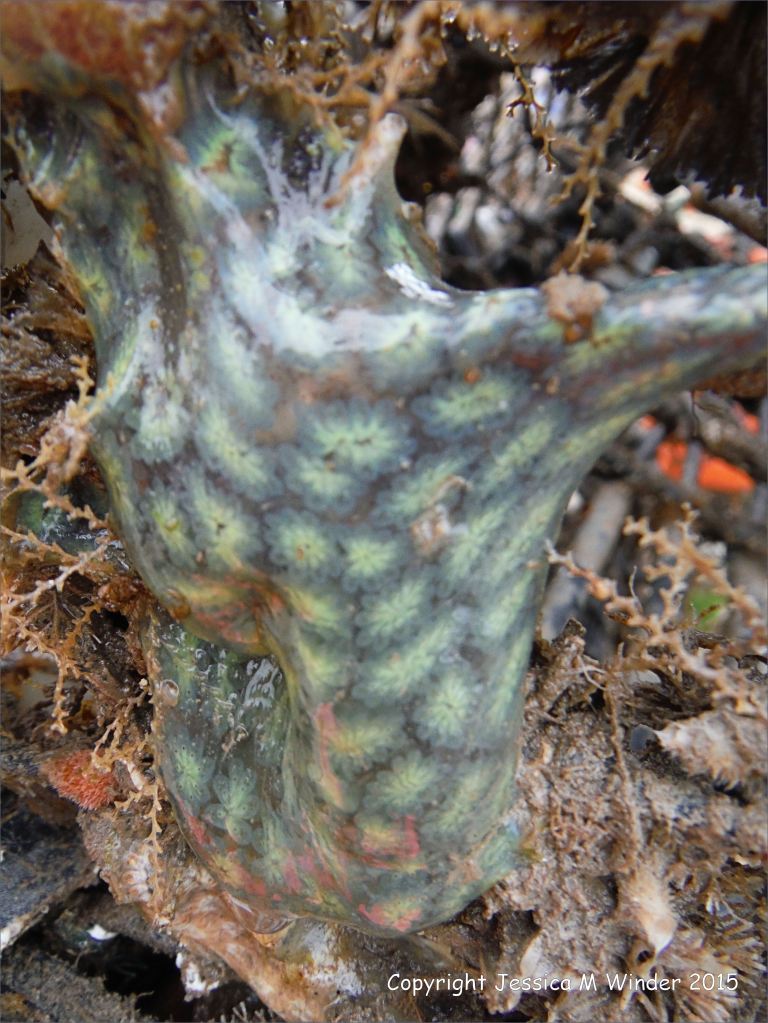 Sea squirts on an old lobster pot