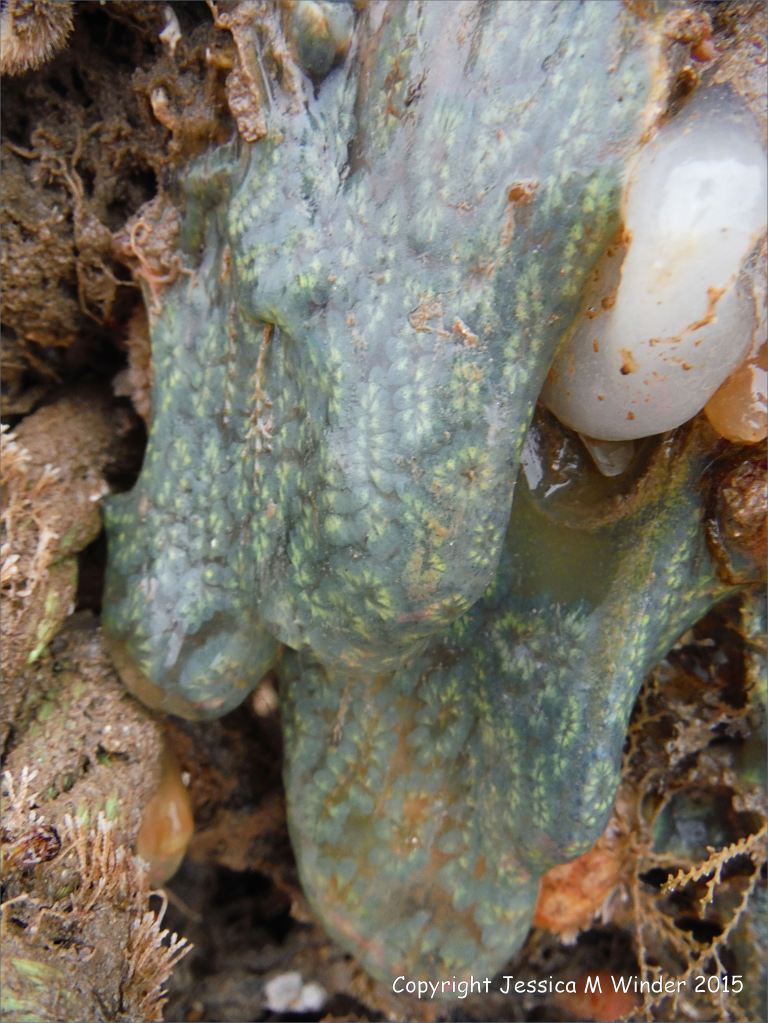Sea squirts on an old lobster pot