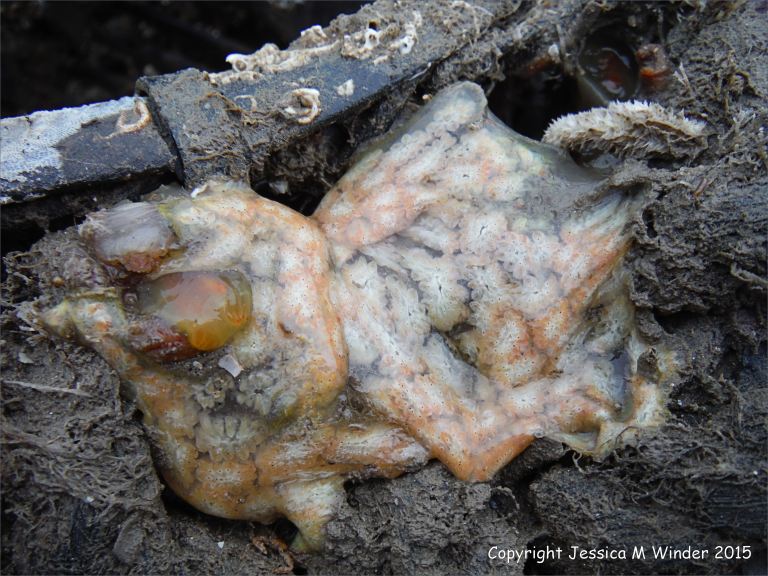 Sea squirts on an old lobster pot