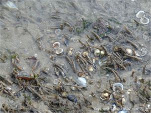 Sandgrain tubes of marine worms and sea shells