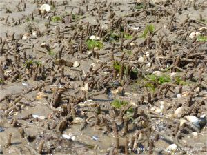 Sandgrain tubes of marine worms and sea shells