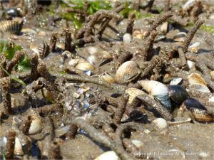 Sandgrain tubes of marine worms and sea shells