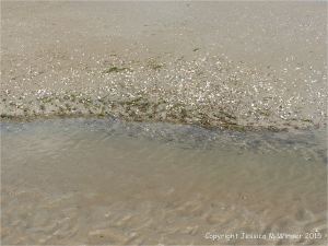Cross-section through layer of sand tubes made by marine worms on the edge of a beach stream
