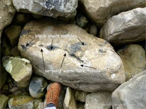 Worm tube fossils in a boulder at Winspit in Dorset