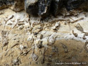 Worm tube fossils in a boulder at Winspit in Dorset