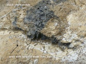 Worm tube fossils in a boulder at Winspit in Dorset