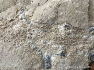 Worm tube fossils in a boulder at Winspit in Dorset