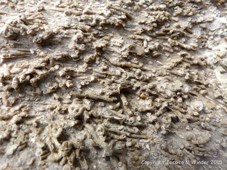 Worm tube fossils in a boulder at Winspit in Dorset