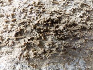 Worm tube fossils in a Jurassic Portland Chert Member boulder at Winspit