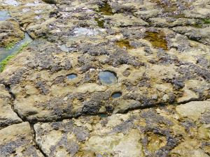 Seashore life in shallow rock pools on a limestone ledge
