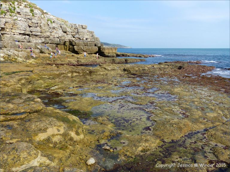 Seashore life in shallow rock pools on a limestone ledge