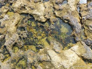 Seashore life in shallow rock pools on a limestone ledge