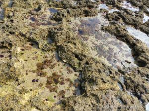 Seashore life in shallow rock pools on a limestone ledge