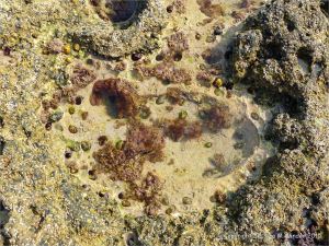 Seashore life in shallow rock pools on a limestone ledge