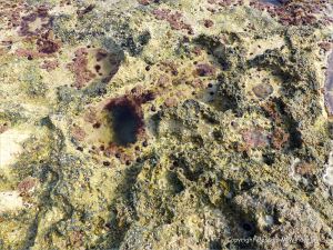 Seashore life in shallow rock pools on a limestone ledge