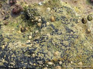 Seashore life in shallow rock pools on a limestone ledge