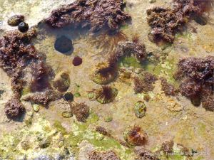 Seashore life in shallow rock pools on a limestone ledge