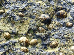 Seashore life in shallow rock pools on a limestone ledge