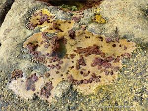 Seashore life in shallow rock pools on a limestone ledge