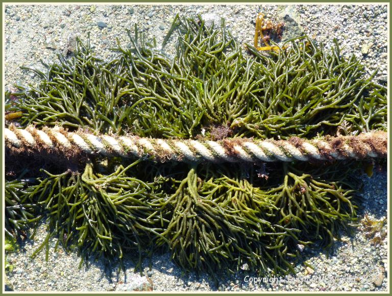 Seaweeds growing on a mooring rope at low tide