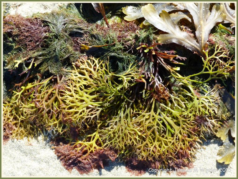 Seaweeds growing on a mooring rope at low tide
