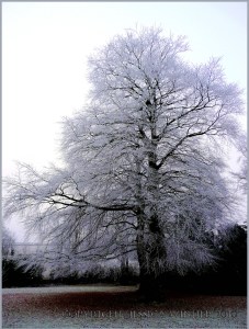 Frost covered tree