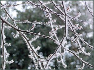Frost covered twigs