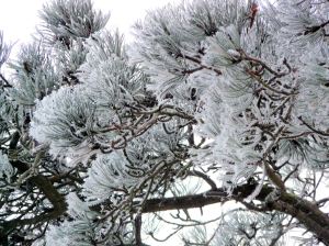 Frost covered tree