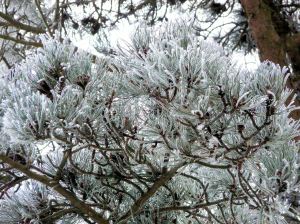 Frost covered tree