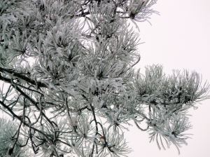 Frost covered tree