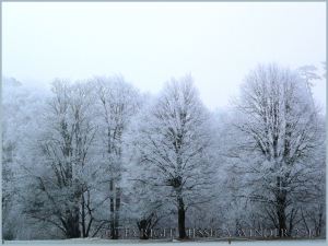 Frost covered tree