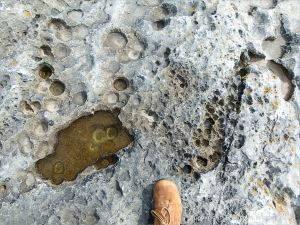 Rock texture in limestone at Doolin