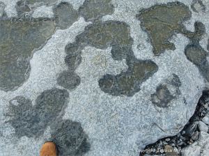 Shallow solution pans or hollows in limestone at Doolin
