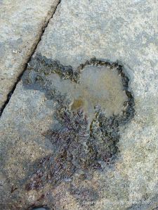 Shallow solution pan developing in Carboniferous limestone at Doolin