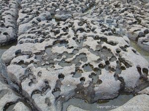 Rock texture in limestone on the seashore