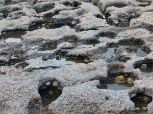 Interconnected small rock pools caused by karstic erosion in limestone
