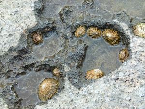 Limpets congregating in a shallow solution pan pool in limestone on the shore.