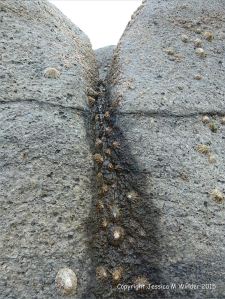 Limpets on Carboniferous limestone furrow created by acid erosion.